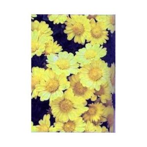 Chrysantellum – Neodiet 100 gélules