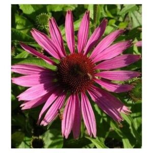 Echinacée Bio – Neodiet 100 gélules