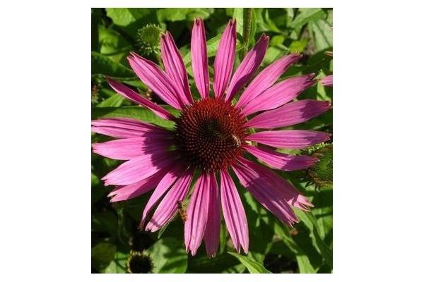 Echinacée Bio – Neodiet 100 gélules