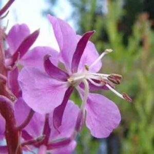 Epilobe – Neodiet 200 gélules Paris Herba Barona