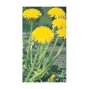 Racine de Pissenlit Bio en Gélules à Paris – Qualidiet 100 gélules