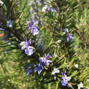 Romarin – Neodiet 100 gélules