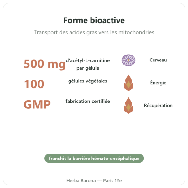 Acétyl-L-Carnitine 500 mg – NOW Foods – 100 gélules végétales bienfaits et chiffres Paris Herba Barona