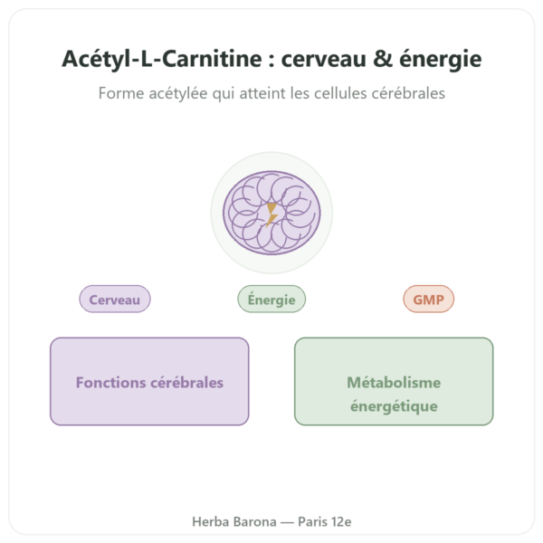 Acétyl-L-Carnitine 500 mg – NOW Foods – 100 gélules végétales presentation Paris Herba Barona