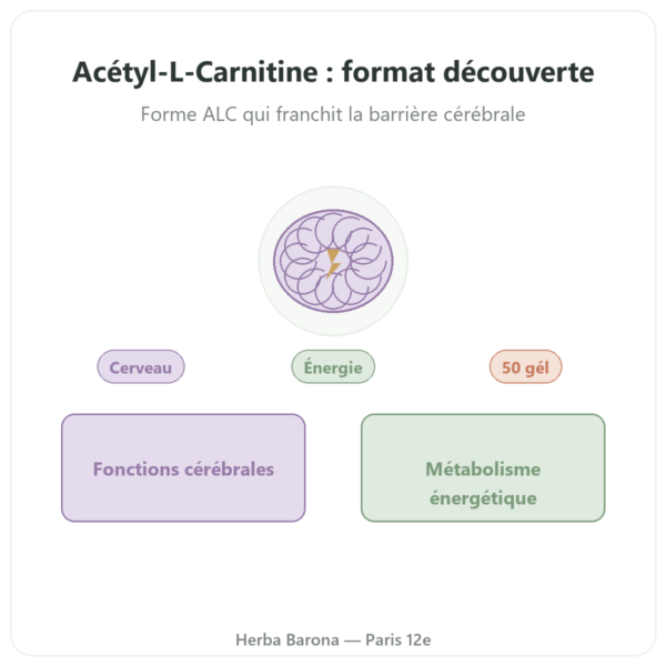 Acétyl-L-Carnitine 500 mg – NOW Foods – 50 gélules végétales presentation Paris Herba Barona