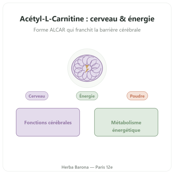 Acetyl-L-Carnitine Poudre Pure – 85g – Now Foods presentation Paris Herba Barona