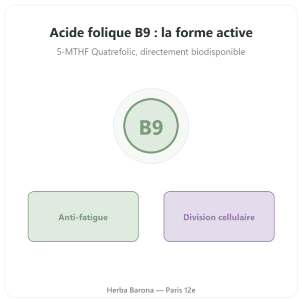 Acide Folique vitamine B9 – Novoma presentation Paris Herba Barona