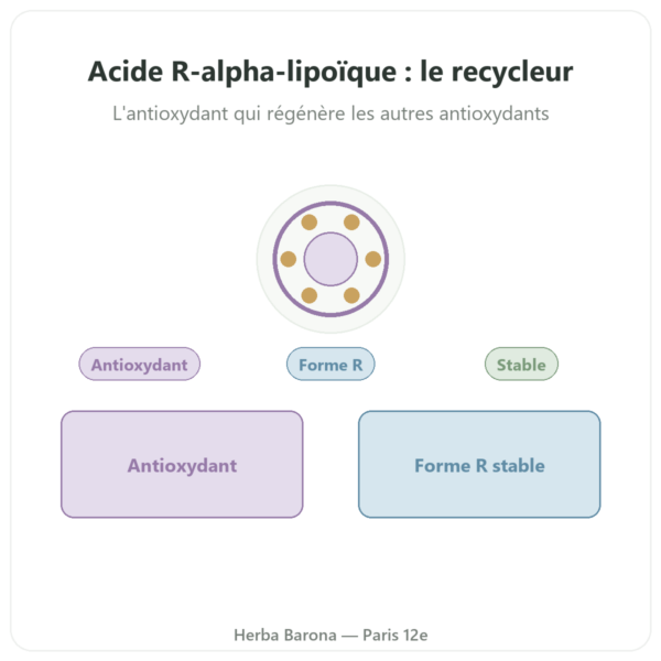 Acide R-alpha-lipoique 100 mg – DYNVEO – 60 gélules presentation Paris Herba Barona
