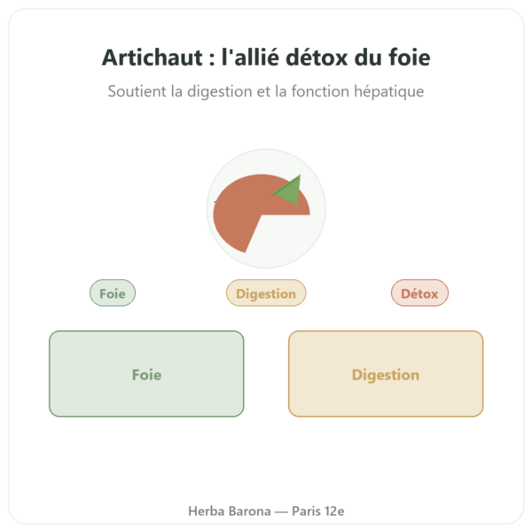 Artichaut 500 mg (5% de cynarine) 60 gel Dynveo presentation Paris Herba Barona