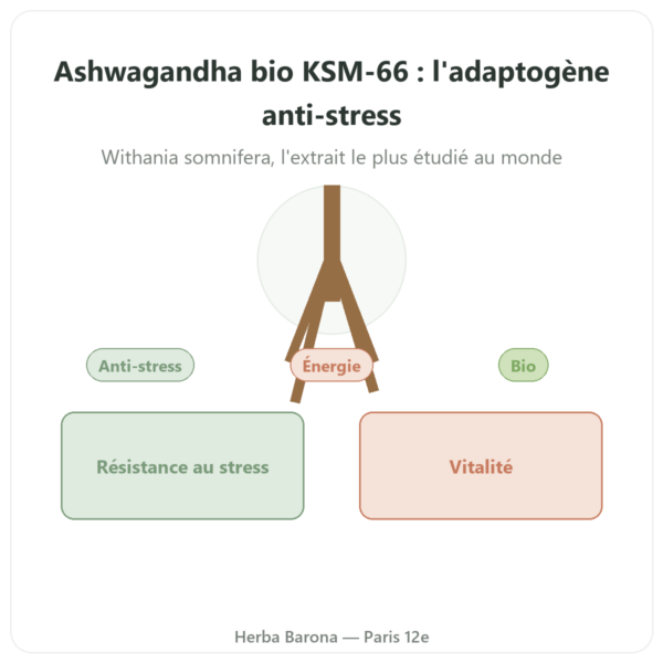 Ashwagandha bio KSM-66 5 % en Withanolides Dynveo 60 gélules presentation Paris Herba Barona