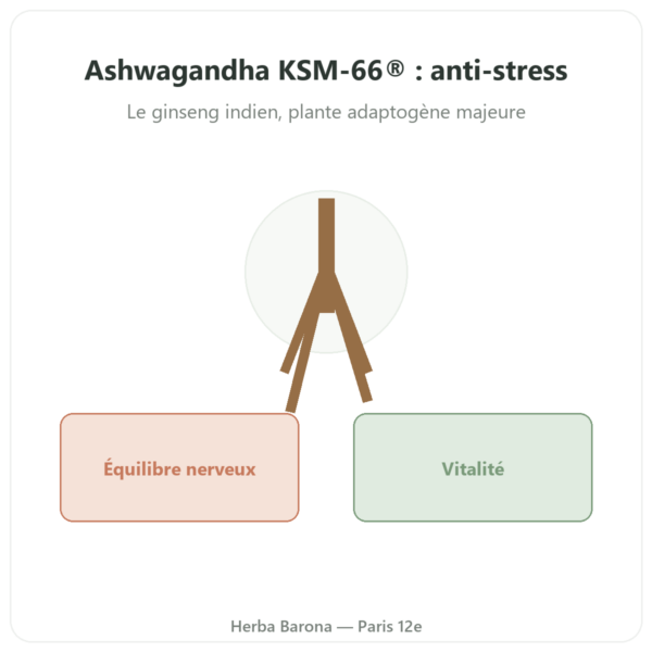 Ashwagandha bio KSM-66® – Novoma – 60 gélules presentation Paris Herba Barona