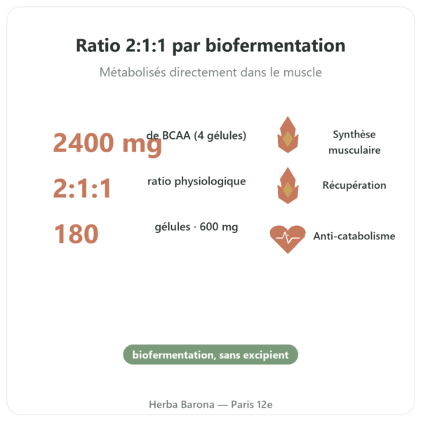 BCAA 2.1.1 – Dynveo – 180 gélules 600mg bienfaits et chiffres Paris Herba Barona