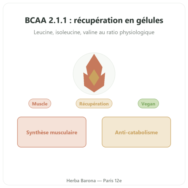 BCAA 2.1.1 – Dynveo – 180 gélules 600mg presentation Paris Herba Barona