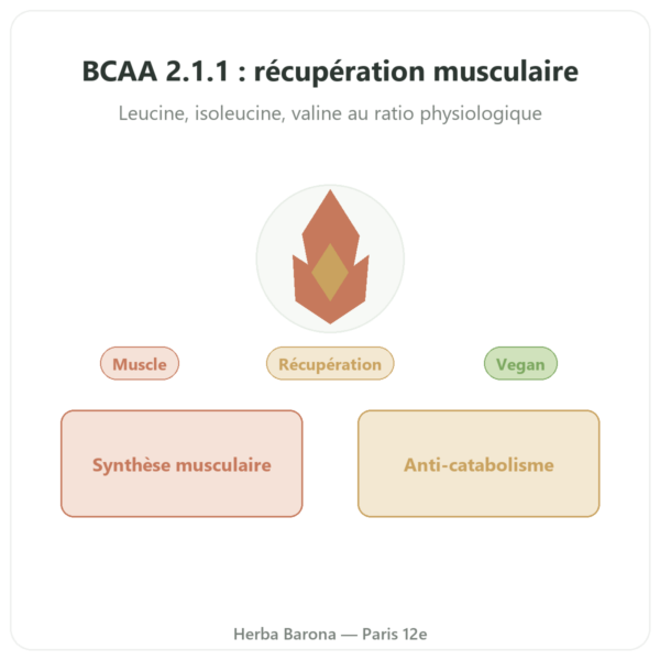 BCAA 2.1.1 – Dynveo – poudre 200 g presentation Paris Herba Barona