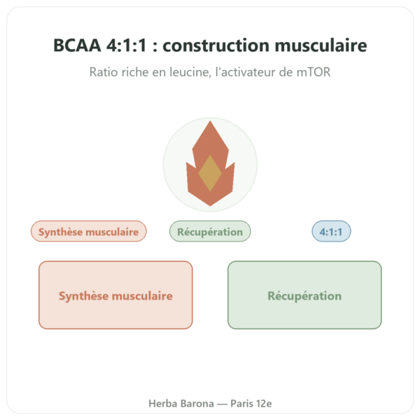 BCAA 4:1:1 Poudre 350g – Nutrimuscle presentation Paris Herba Barona