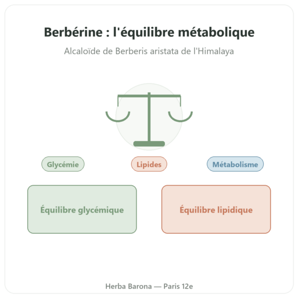 Berberine – Dynveo – 60 gélules presentation Paris Herba Barona