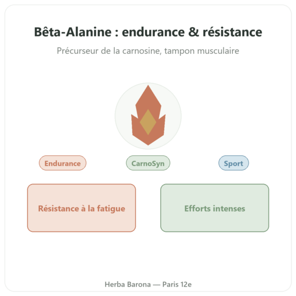 Bêta-Alanine Poudre 240g – Nutrimuscle presentation Paris Herba Barona