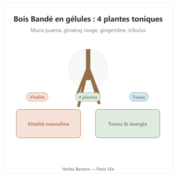 Bois Bandé – 75 gélules – aphrodisiaque rapide presentation Paris Herba Barona