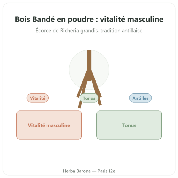 Bois Bandé en poudre aphrodisiaque pour homme presentation Paris Herba Barona