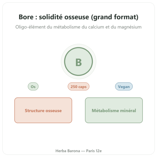 Bore 3 mg – NOW Foods – 250 gélules végétales presentation Paris Herba Barona
