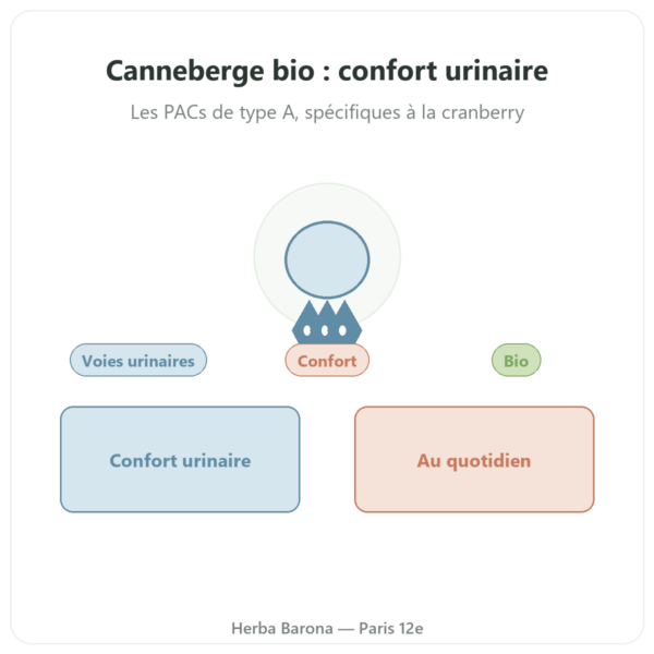 Canneberge bio (Cranberry) Dynveo ) 56 mg PACs 60 gél presentation Paris Herba Barona