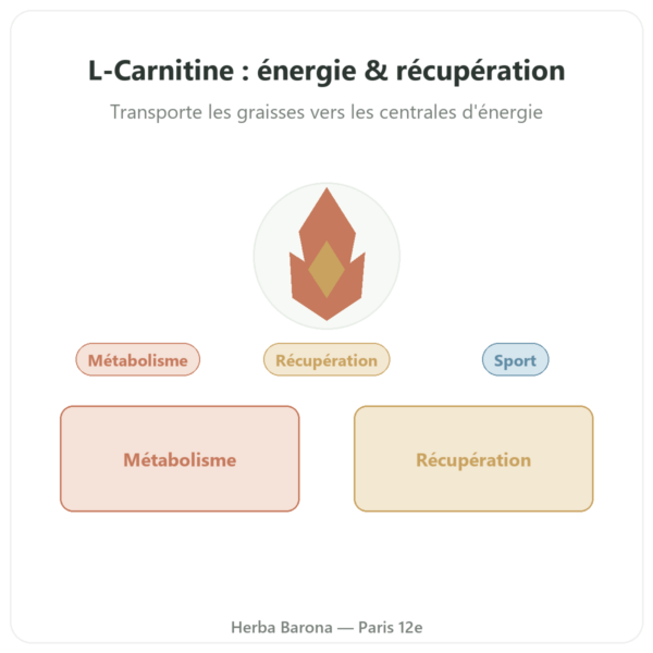 Carnitine (tartrate) Carnipure® – 500mg / 60 gélules Dynveo presentation Paris Herba Barona