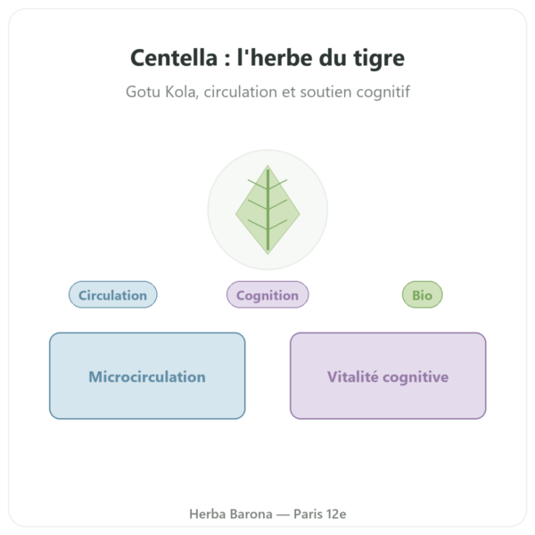 Centella Asiatica Bio (Gotu Kola) – Ayur-vana – 60 gélules presentation Paris Herba Barona