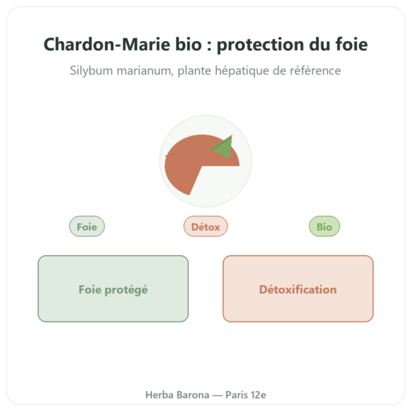 Chardon Marie bio Dynveo 60 gélules 200mg presentation Paris Herba Barona