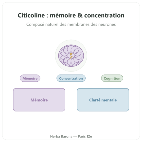 Citicoline Cognizin® : CDP Choline – Dynveo – 60 gélules presentation Paris Herba Barona
