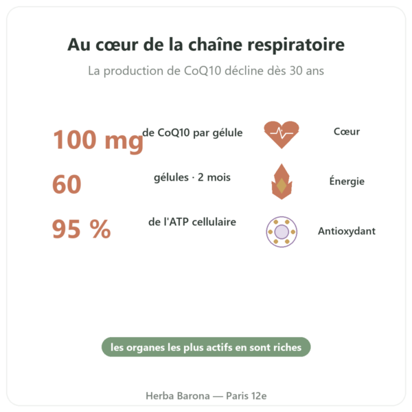 Coenzyme Q10 100 mg – Distriform' – 60 gélules bienfaits et chiffres Paris Herba Barona