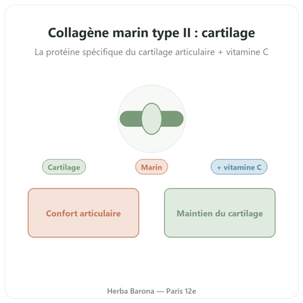 Collagène Marin de Type II Vital osmose en gélules presentation Paris Herba Barona