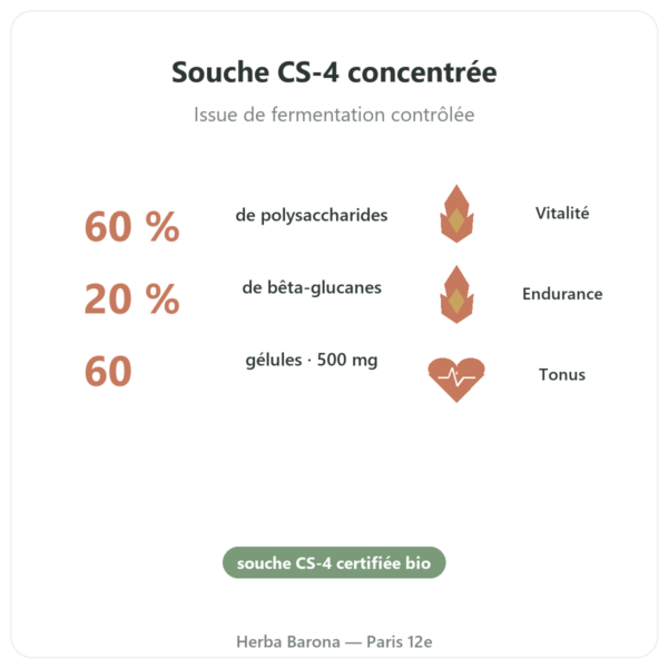 Cordyceps bio concentré – Souche CS-4 – Dynveo – 60 gélules bienfaits et chiffres Paris Herba Barona