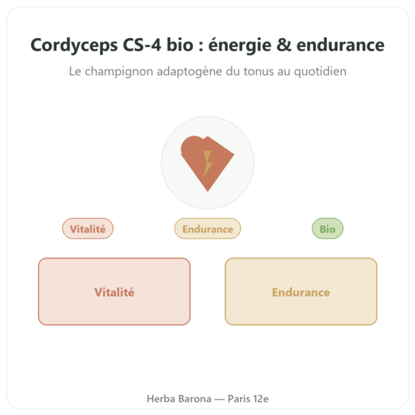 Cordyceps bio concentré – Souche CS-4 – Dynveo – 60 gélules presentation Paris Herba Barona