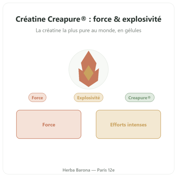 Créatine monohydrate Creapure®- Dynveo – 180 gélules presentation Paris Herba Barona