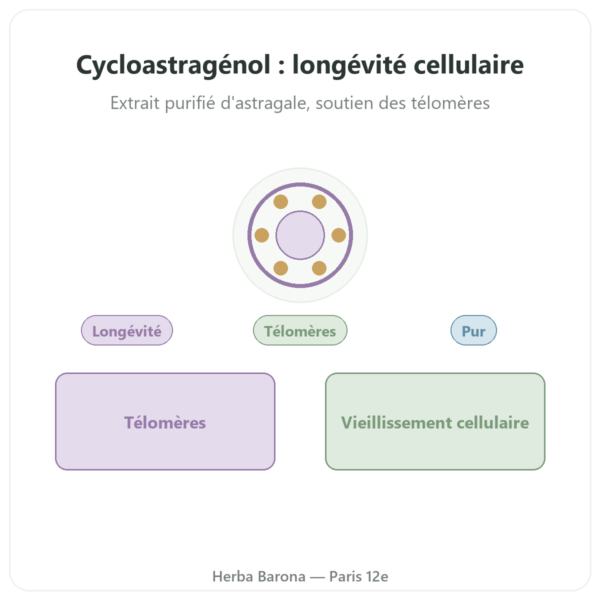 Cycloastragenol pur dynveo 60 gélules presentation Paris Herba Barona