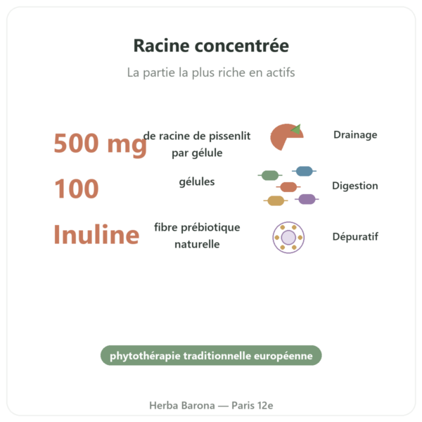 Dandelion Root Racine Pissenlit 500 mg Now Foods 100 Caps - Acheter bienfaits et chiffres Paris Herba Barona