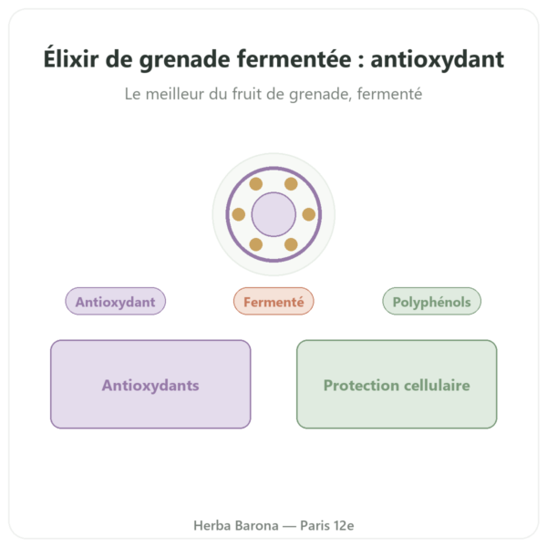 Elixir de grenade fermentée Dr Jacobs – 500 ml – Naturamedicatrix presentation Paris Herba Barona