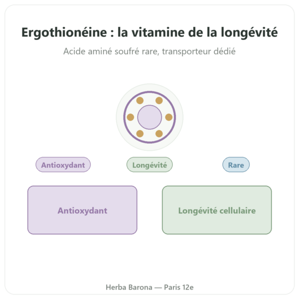 Ergothionéine pure ErgoActive – Dynveo – 60 gélules presentation Paris Herba Barona