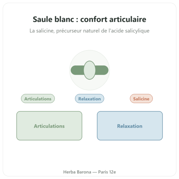 Extrait d'écorce de Saule Blanc – Dynveo – 60 gélules presentation Paris Herba Barona