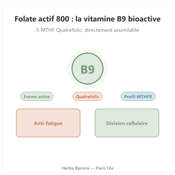 Fully Active Folate 800 mcg – Doctor's Best – 60 gélules presentation Paris Herba Barona