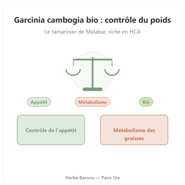 Garcinia cambogia bio (acide hydroxycitrique) – Dynveo – 90 gélules presentation Paris Herba Barona