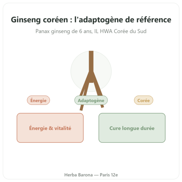Ginseng coréen 100 capsules 500mg IL HWA Corée - Adaptogène presentation Paris Herba Barona