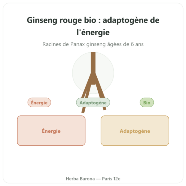 Ginseng rouge bio- Dynveo- 20% ginsénosides – 200mg – 60 gél. presentation Paris Herba Barona