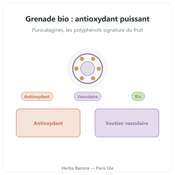 Grenade Bio Dynveo – 375 mg – 60 gélules – 30 % Punicalagines – 50% Polyphénols presentation Paris Herba Barona