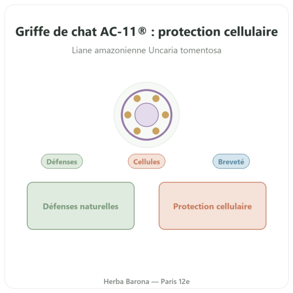 Griffe de chat AC-11® – Dynveo – 350 mg – 60 gélules presentation Paris Herba Barona