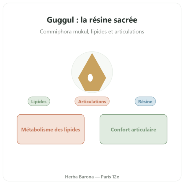 Guggul – Ayur-vana – 60 gélules presentation Paris Herba Barona