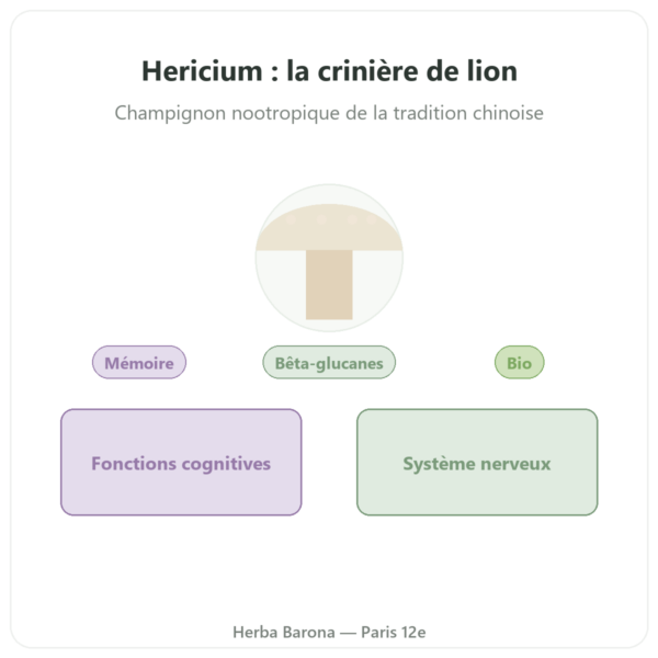 Hericium bio 500mg extrait haute concentration – 60 gélules presentation Paris Herba Barona