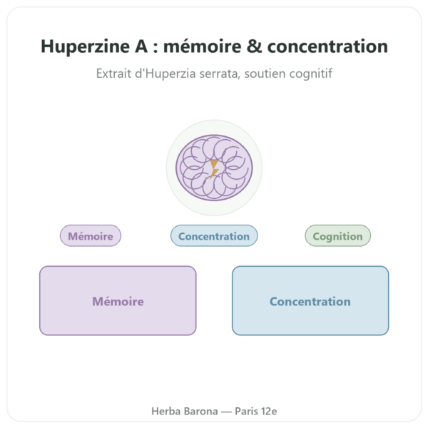 Huperzine A – Dynveo – 60 gélules presentation Paris Herba Barona