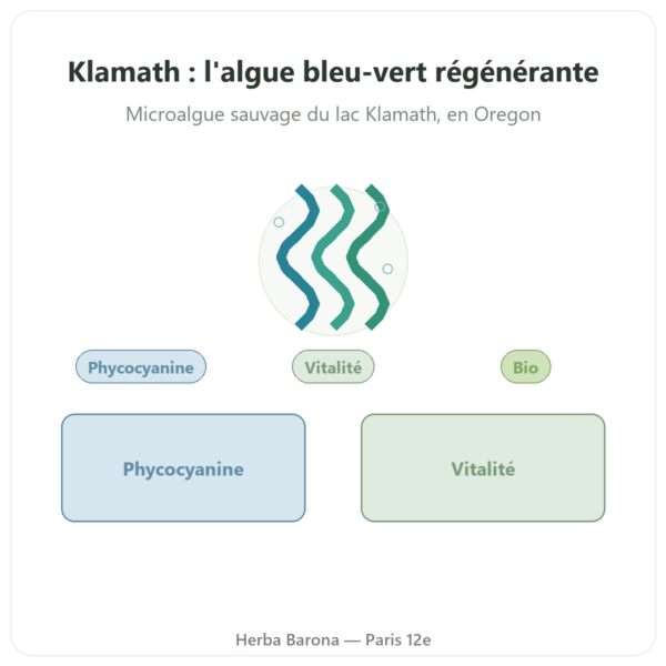 Klamath bio en Poudre 150 g – Dynveo presentation Paris Herba Barona