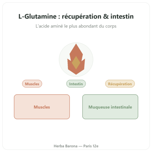 L-Glutamine 750 mg – 300 gélules – Dynveo – Kyowa Quality presentation Paris Herba Barona